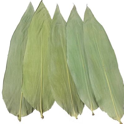 Daun Bambu Segar 33cm Ramah Lingkungan Untuk Makanan Sushi